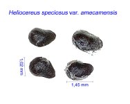 Heliocereus speciosus v. amecamensis BK.jpg